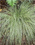Carex-šilj